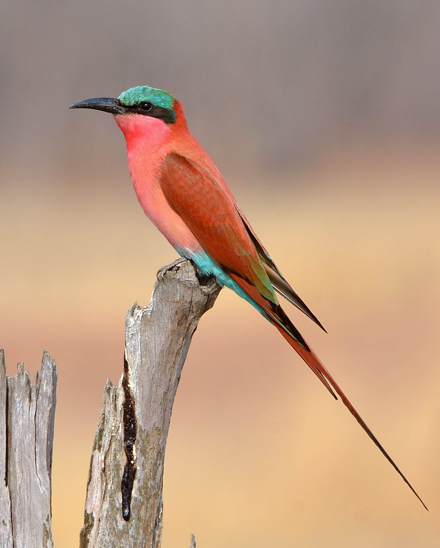 Carmine Bee-eater (4.2 oz) - NON-Sparkle Sticklebatts -Merino fleece, merino, polwarth, silk, bamboo