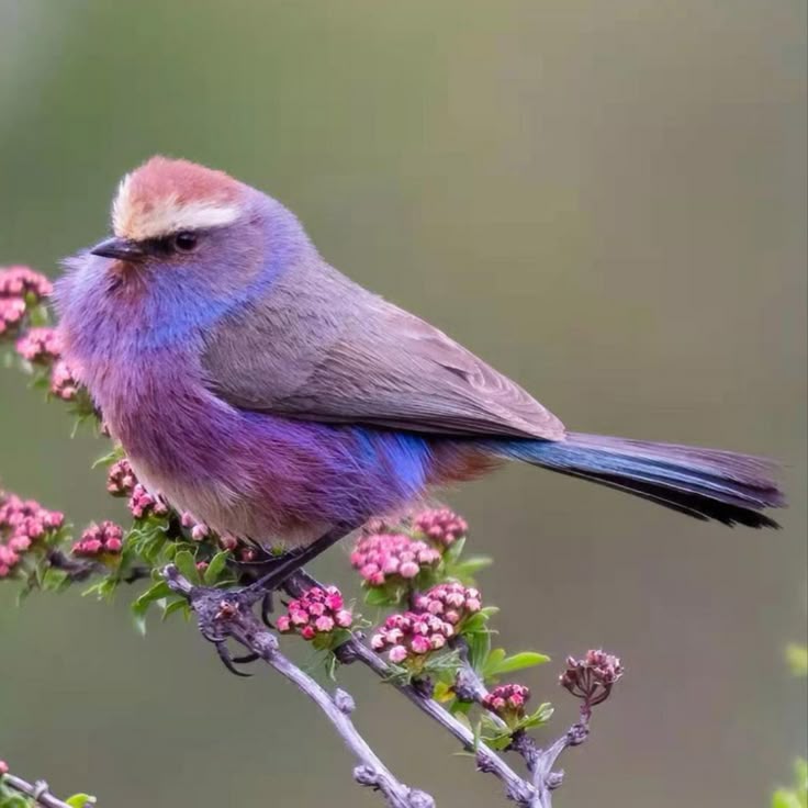 If Unicorns Were Birds...(4.2 oz)- NON-Sparkle Sticklebatts -Corriedale fleece, merino, CASHGORA, silk, tweed blend