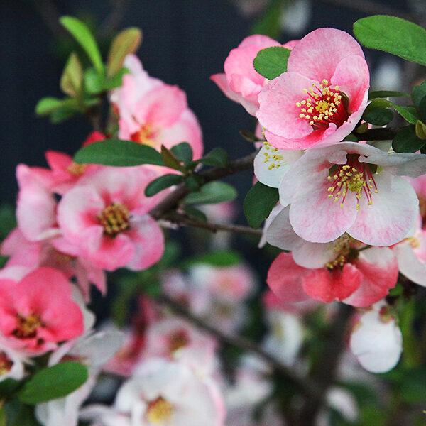 Flowering Quince Dyed Gradient Set (7.9 oz) - Pearl Haunui / Mulberry Silk (70/30)