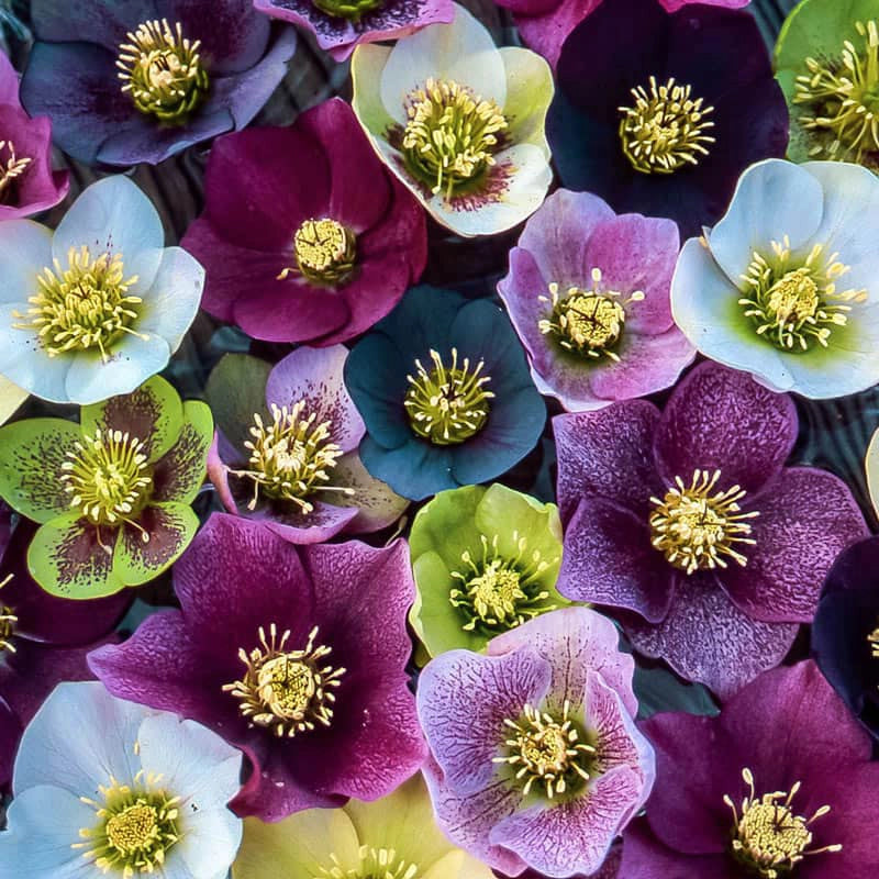 Lenten Roses - Gradient Set - Haunui /mulberry silk (70/30)