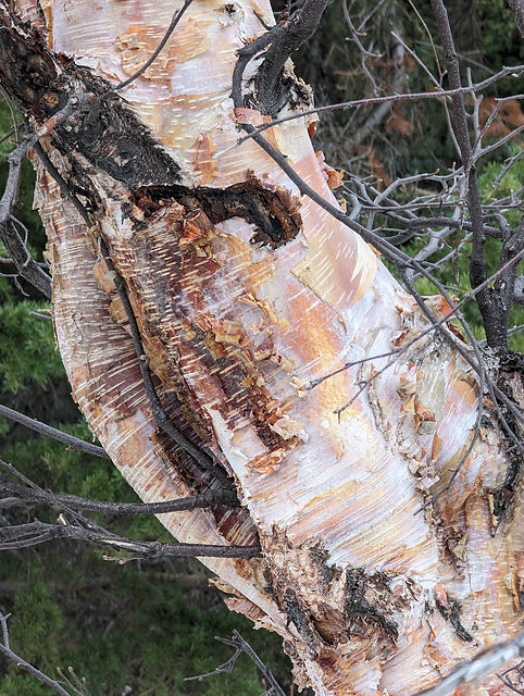 Birch Bark - NON-Sparkle Sticklebatts -Corriedale fleece, merino, silk, CAMEL, CASHMERE, tweed blend