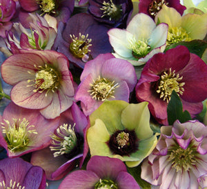 Lenten Roses -Gradient Set - Rambouillet/tussah (80/20)