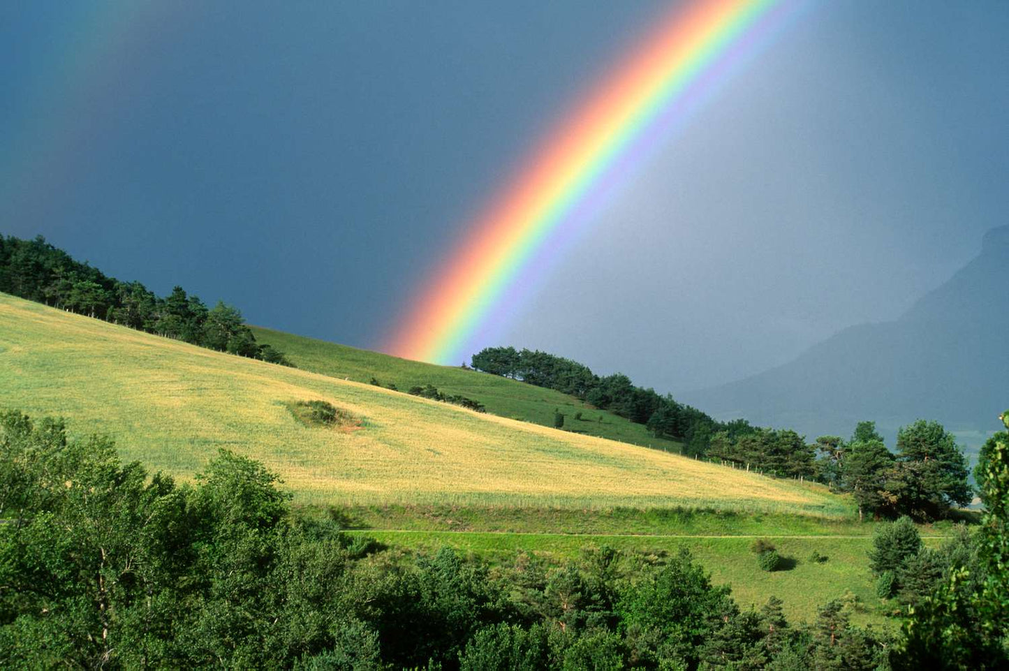 Roy G Biv - Cashgora-white