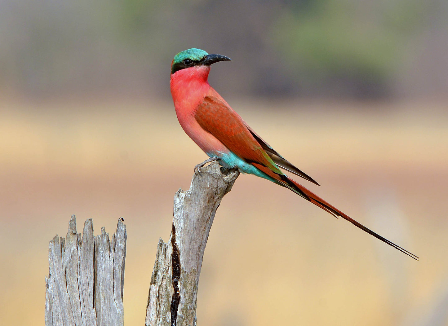 Carmine Bee-eater (4.2 oz) - NON-Sparkle Sticklebatts -Merino fleece, merino, polwarth, silk, bamboo