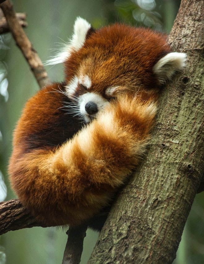 Red Panda - Dyed Gradient Set (7.2 oz) - Shaniko Tweed - 89% Shaniko Wool/ 6% Acrylic/ 5% Rayon