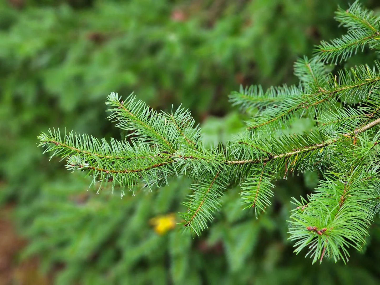 Douglas Fir - Polwarth / Tussah silk (85/15)