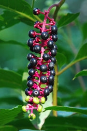 Pokeberry - Batt in a Braid #63 (Cormo/ CAMEL/ silk -60/20/20)