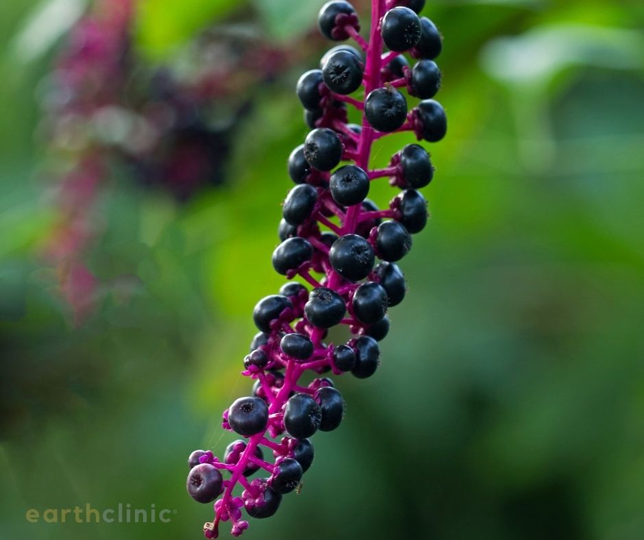 Pokeberry (6 oz)- Targhee- 23 mic