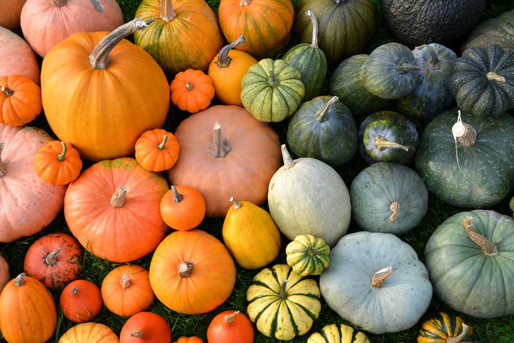 Gourds - Dyed Gradient Set - Polwarth / Tussah silk (85/15)