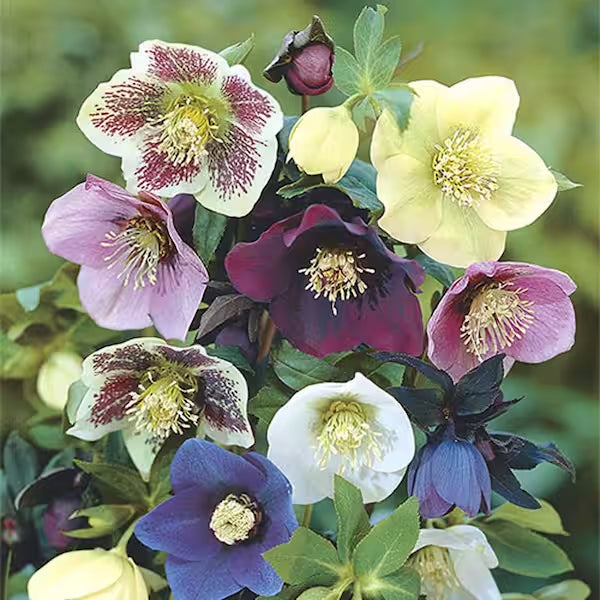 Lenten Roses Dyed Gradient Set (11.4 oz) - Merino/ Tussah Silk/ Natural Flax (50/25/25)