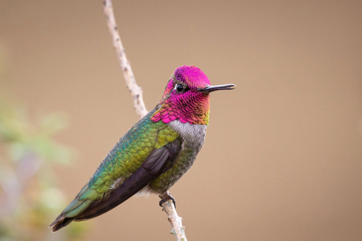 Anna's Hummingbird - Custom Blended Top- Merino/ Mulberry Silk/ Corriedale /Sari Silk/ Trilobal Nylon (40/25/15/10/10)