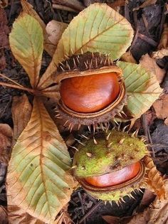 Chestnut -(5.6 oz.) - Organic Polwarth