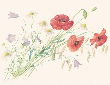 Natural Dyed Fiber Batts -Poppies - 80% wool, 20% silk - 4.6 oz. - Inglenook Fibers