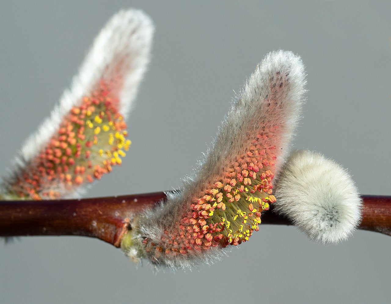Catkin - 25 micron Merino/ Silk Slubs (70/30)