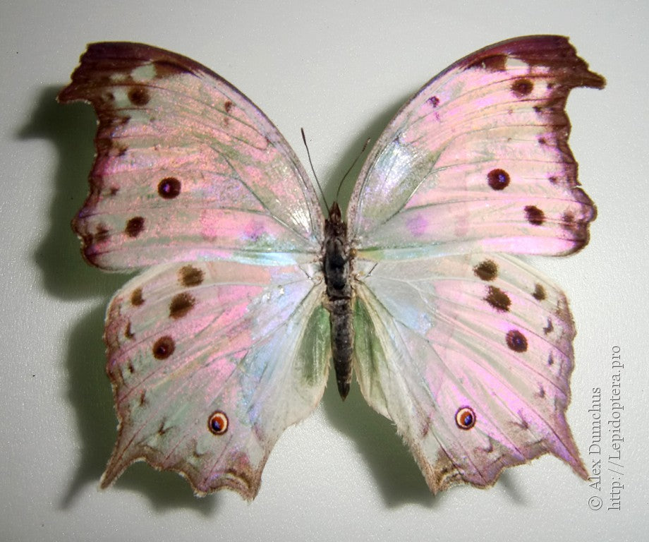 Mother of Pearl Butterfly - Sticklebatts (4.2 oz) - 30% Local Border Leicester Fleece; merino, alpaca, rambouillet, silk, bamboo, silk noil, firestar