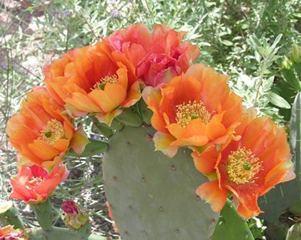 Batt in a Braid #41 - Prickly Pear - (4.5 oz.) Llama / Merino ( 18 mic.)/ Mulberry silk/ Stellina (40/30/25/5) - Inglenook Fibers
