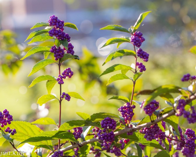 Batt in a Braid #32- Beautyberry -(5.4 oz) Manx Loaghtan/ Wht Bfl / Tussah Silk/ Flax( 30/30/30/10) - Inglenook Fibers
