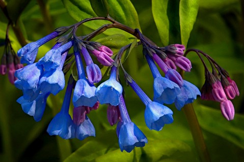 Virginia Bluebells - Superfine Merino / Mulberry Silk / Sari Silk (50/25/25)