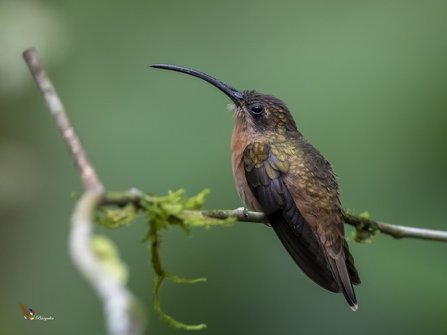 Bronzy Hermit- Glazed Solid (5.9 oz) - Batt in a Braid #39 - Falkland Merino/ Mulberry Silk / Sari Silk (50/25/25)