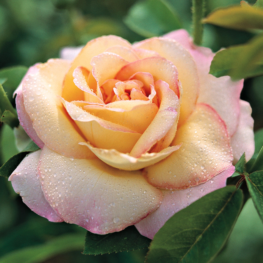 Peace Rose - Merino/ Suri Alpaca /Mulberry Silk/ Pearl Fiber / Icicle Stellina (40/25/15/15/5)