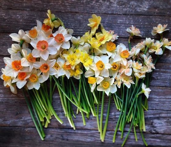 Jonquil - Sticklebatts - 30% CVM/Rambo/Finn/Cotswold x fleece, merino, pearl fiber, silk, bamboo, sari silk, angelina - Inglenook Fibers