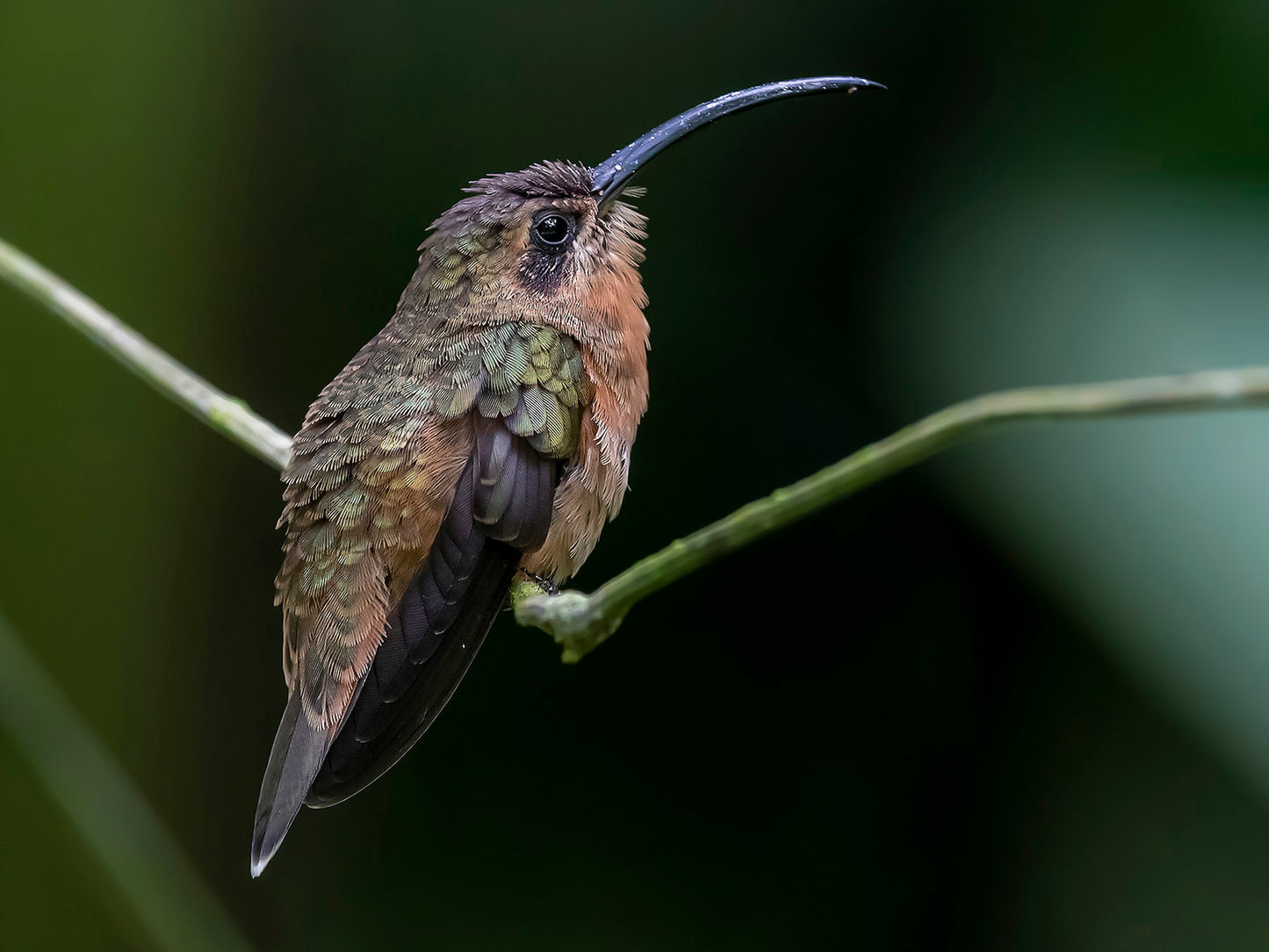 Bronzy Hermit (5.9 oz) - Targhee/silk/ bamboo (80/10/10)