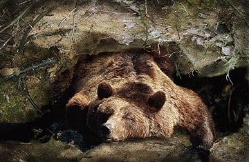 Brown Bear - Non-Sparkle Sticklebatts - 30% CVM/Rambouillet/Cotswold X fleece; merino, alpaca, silk, bamboo, silk noil