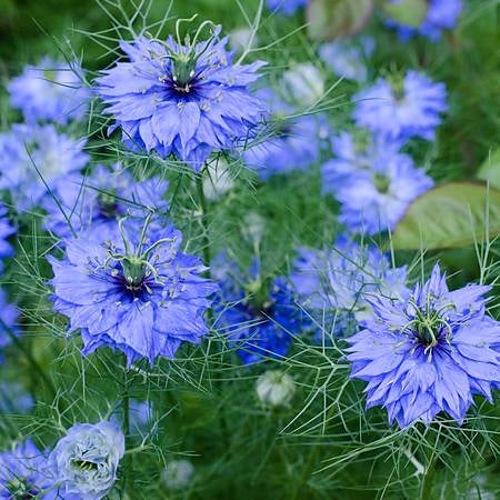Love-in-a-Mist- SPARKLE Sticklebatts-30% CVM /Rambo/Bor.Leic./Corrie X fleece; merino, silk, bamboo, silk noil, angelina