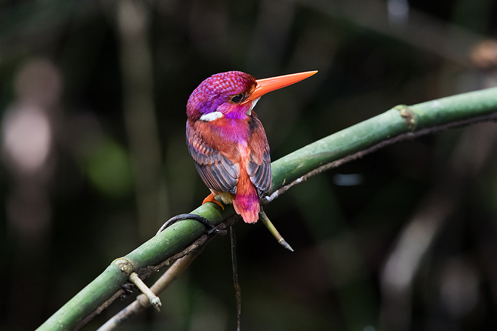 Batt in a Braid #48 -Dwarf Kingfisher B -(5.3 oz.) Superfine Merino/ Mulberry silk/ Camel/ Gold Stellina (55/25/15/5)