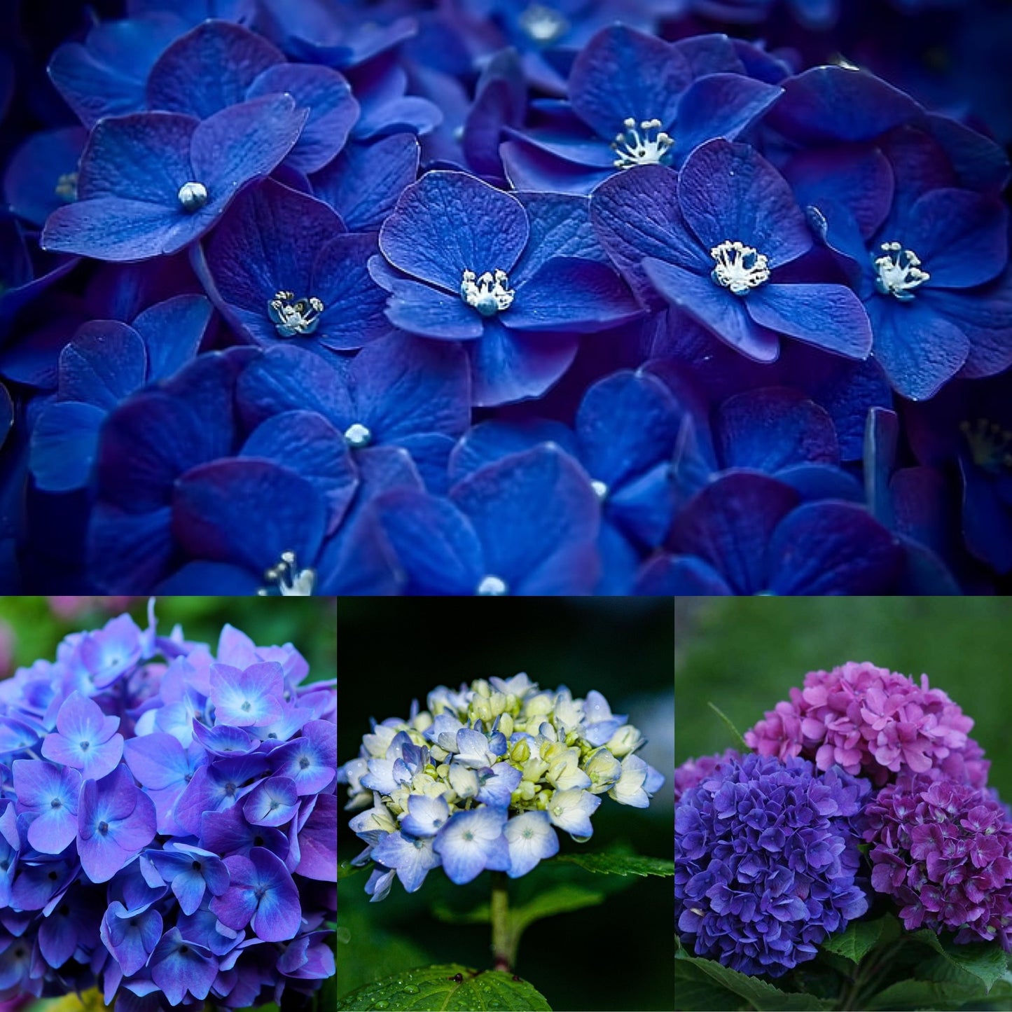 Ode to Hydrangeas - Gradient Braid Set-Fusion Series (12 oz) - White-faced Woodland/ Ramie/ Llama/ Bamboo(35/35/15/15)