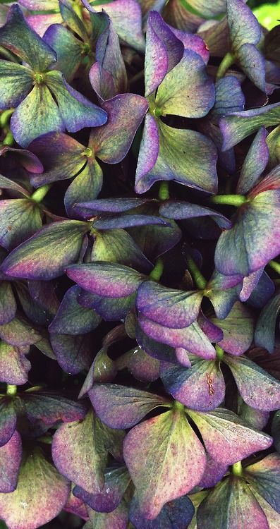 Antique Hydrangea Non-Sparkle Sticklebatts -30% CVMx fleece; polwarth, merino, silk, Bamboo, Silk noil