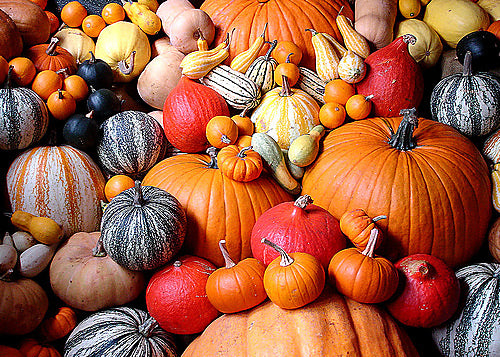 Mixed UK Bfl/ Tussah Silk ( 75/25) - Gourds- 5.3 oz. - Inglenook Fibers