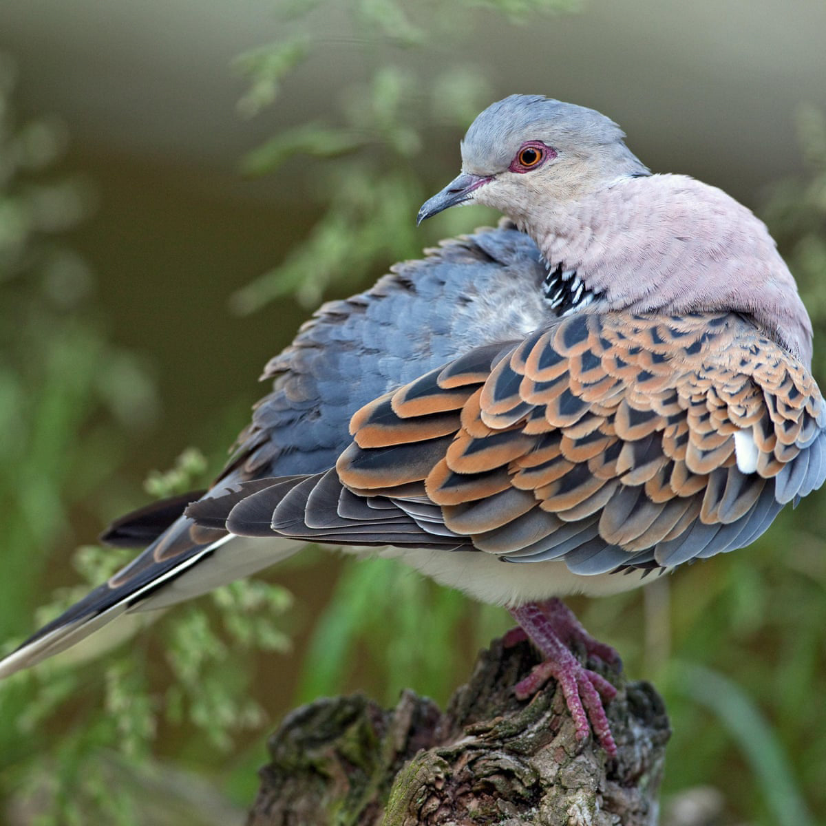 Turtledove Non-Sparkle Sticklebatts -30% CVMx fleece; merino, sw merino, silk, Bamboo,Silk noil