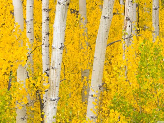 Aspen - Glazed Solid - Batt in a Braid #30- Charollais/ Rambouillet / Black tussah /Mulberry silk (40/40/10/10)