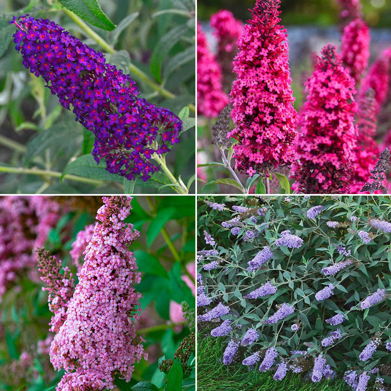 Butterfly Bush - Set - Superfine Merino/ Tussah Silk / Sari Silk (60/25/15)