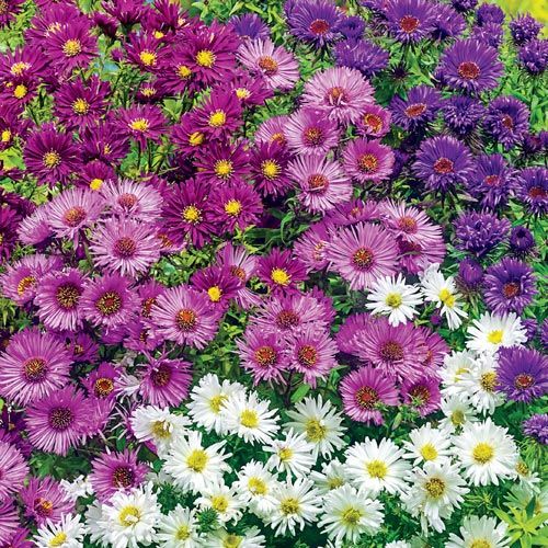 Targhee/silk/ bamboo- (80/10/10) - Asters - 5.9 oz. - Inglenook Fibers