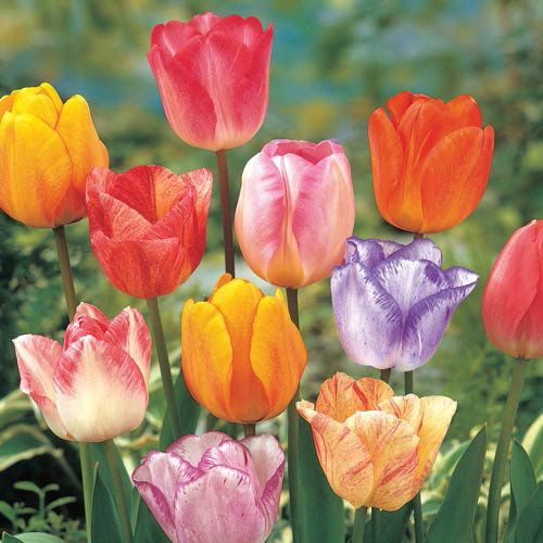 Tulips - Sticklebatts - 30% Bond fleece,Superfine merino, Rambouillet , silk, bamboo, silk noil, angelina - Inglenook Fibers