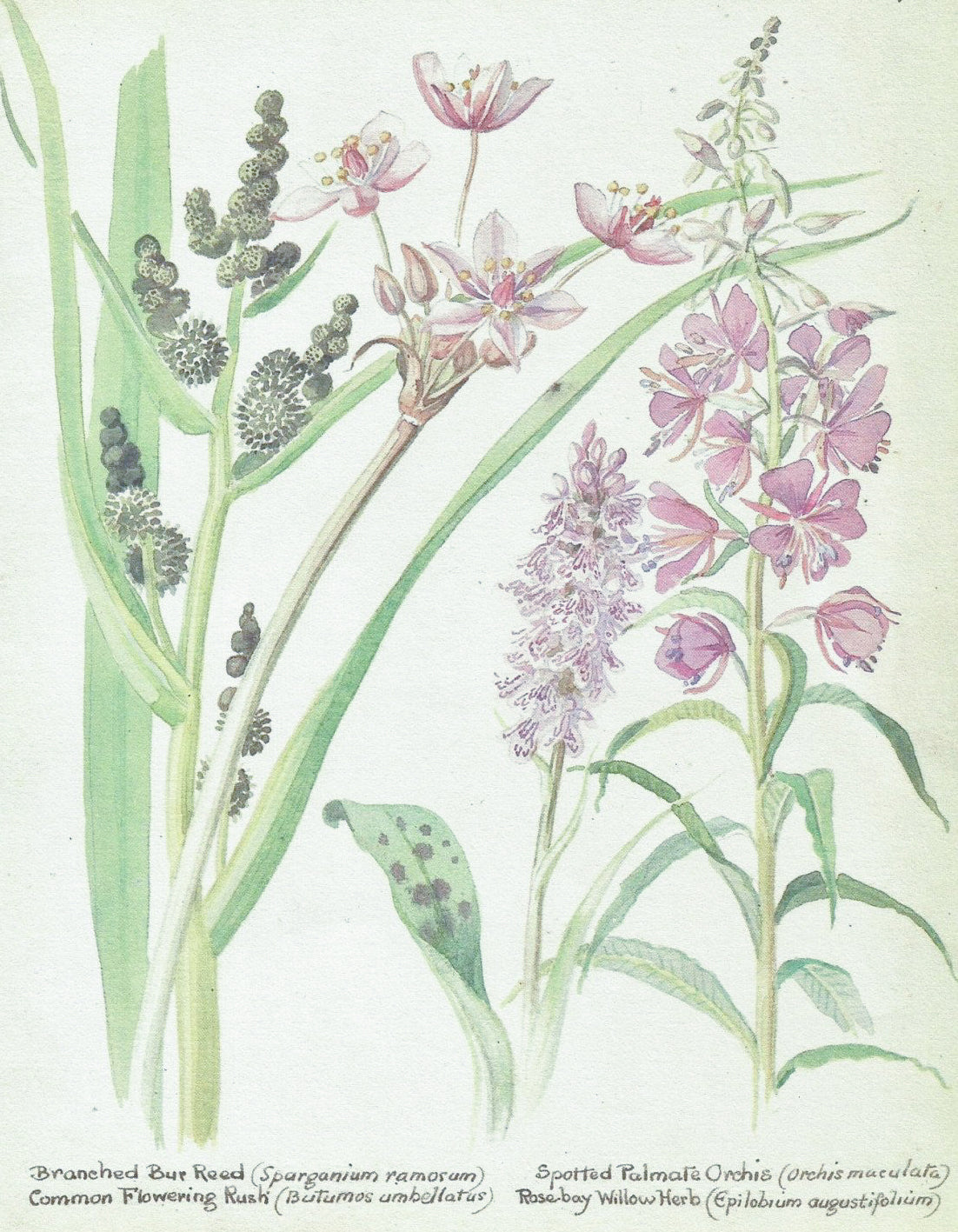 Natural Dyed Fiber Batts -Rose Bay - 80% wool, 20% silk - 3.2 oz. - Inglenook Fibers