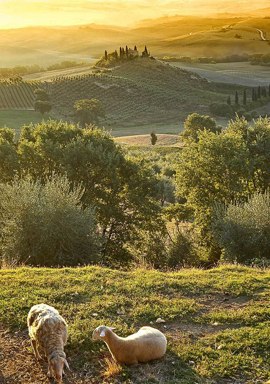 Baby camel/ tussah silk top - Tuscany -( 4.3 oz. ) baby camel /silk ( 50/50) - Inglenook Fibers