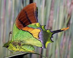 Emperor of India Butterfly - Lepidoptery Blends - Merino/ Mulberry Silk/ Sari Silk/ Tweed Blend/ Bamboo (40/25/15/10/10)