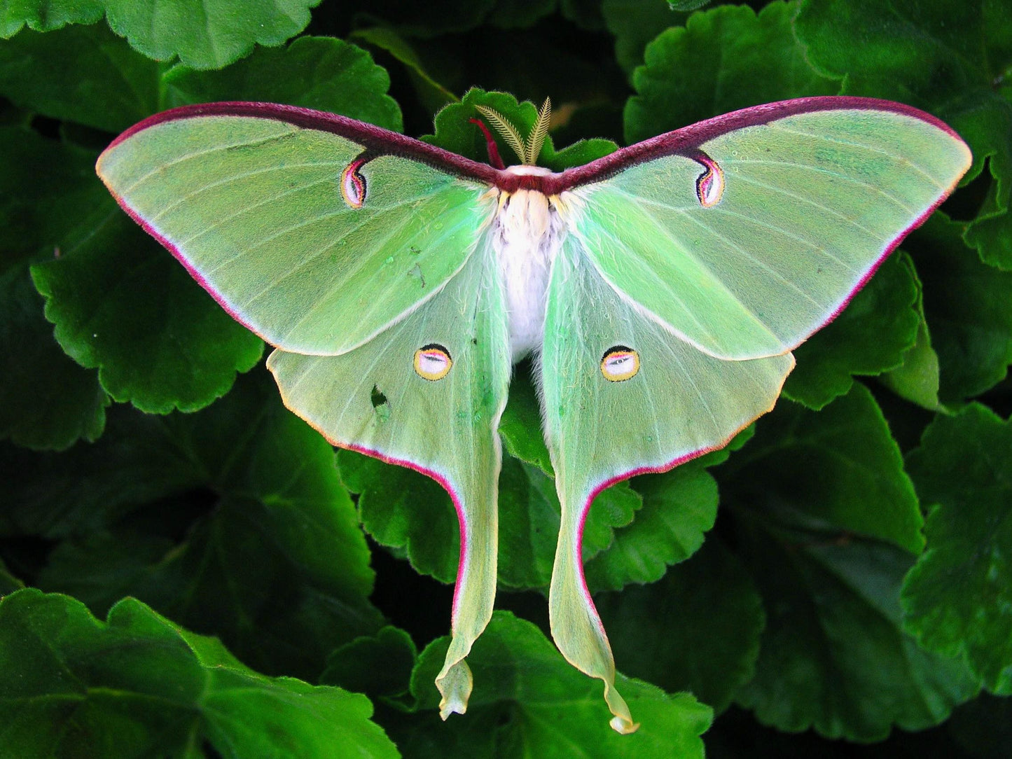 Luna Moth - Lepidoptery Blends - Merino/ Mulberry Silk/ Sari Silk/ Tweed Blend/ Bamboo (40/25/15/10/10)
