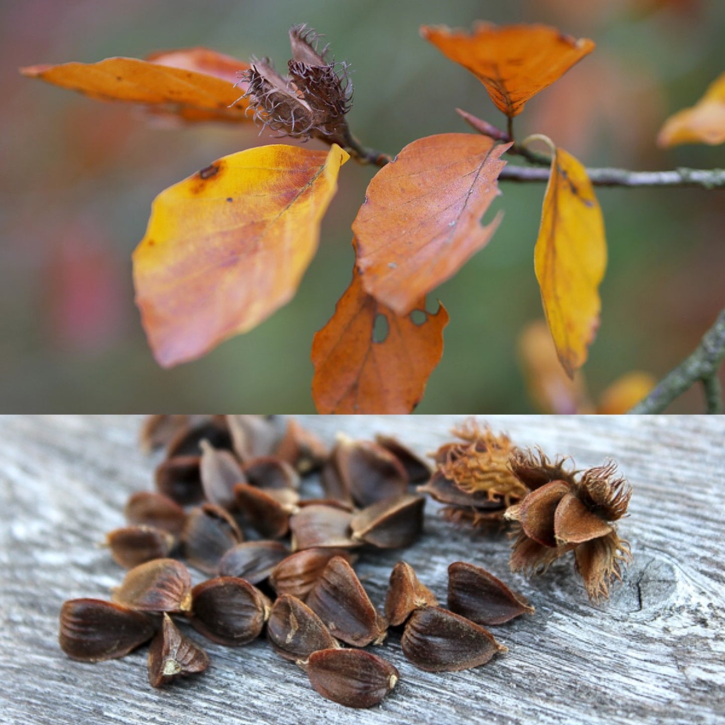 Beechnut (6.2 oz)- 18.5 mic merino/ camel/ brown alpaca/ mulberry silk/ (40/20/20/20)n