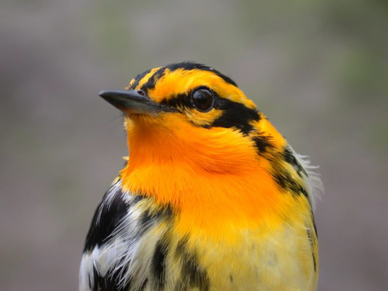 Blackburnian Warbler (3.9 oz.)- Roly-Poly Batts- 30% Nash Island fleece, merino, silk, polwarth, bamboo, silk noil