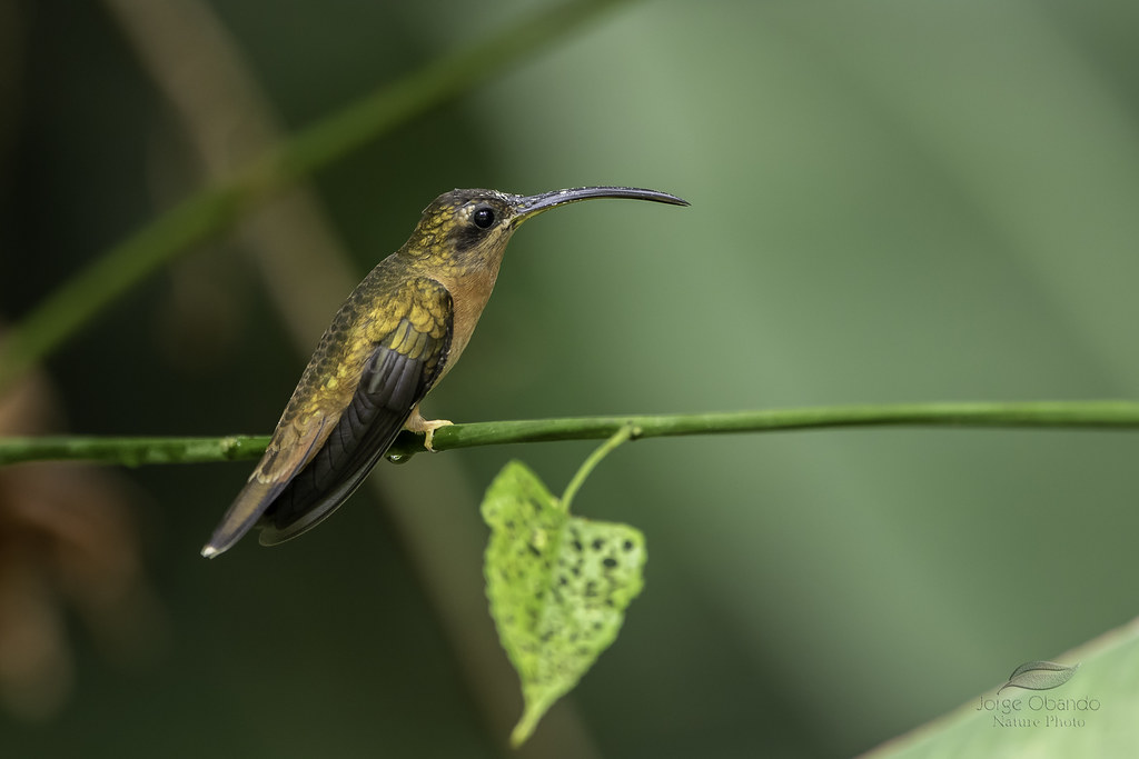 Bronzy Hermit (5.9 oz) - Targhee/silk/ bamboo (80/10/10)