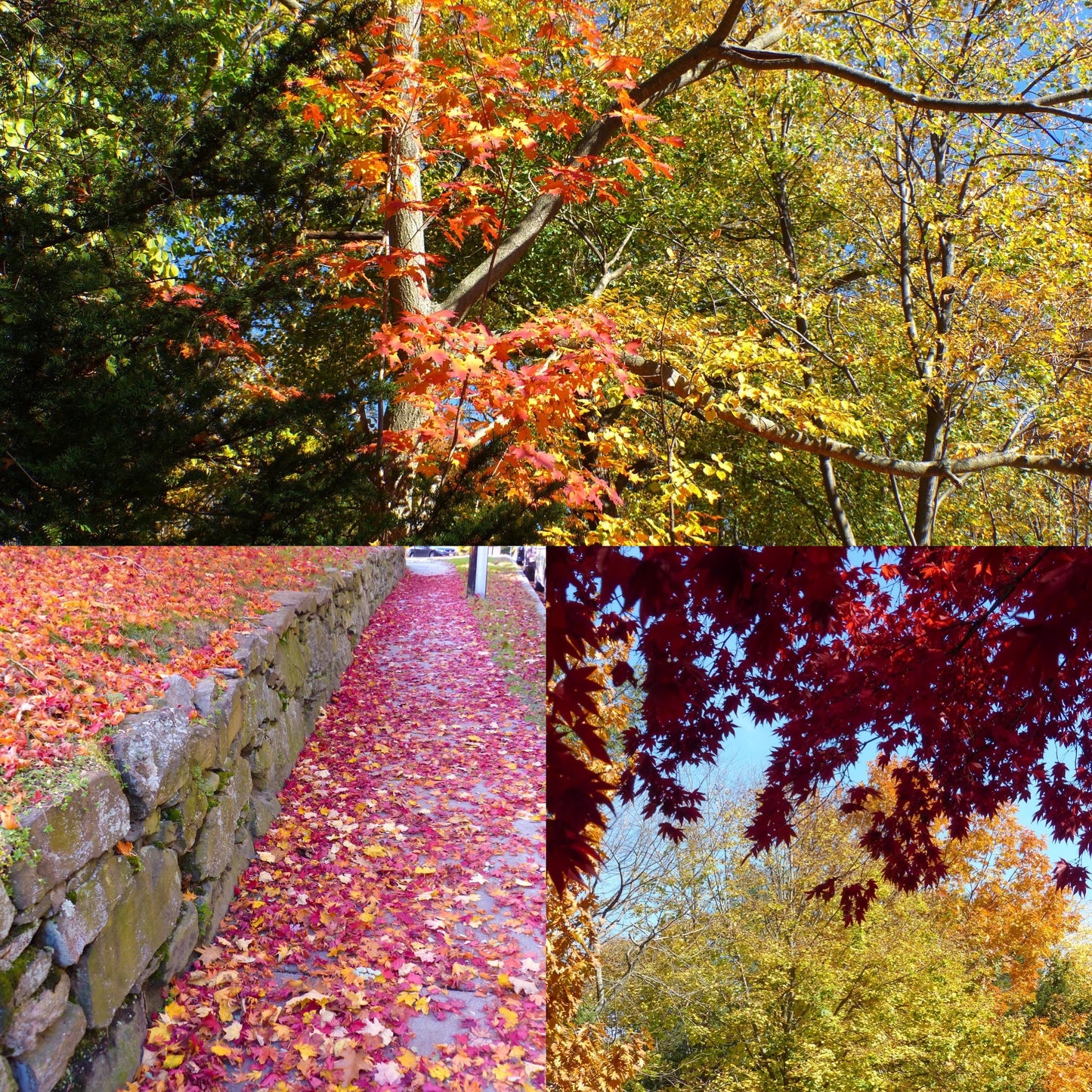 Sing to me, Autumn- Gradient Braid Set - Fusion Series -(10.6 oz.) White Hogget Haunui (19.8 mic) /mulberry silk ( 70/30)