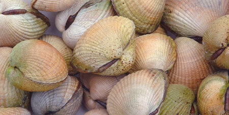 Cockle Shells - Sparkle Sticklebatts -(4 oz) Bond fleece, gotland, camel, alpaca, merino, silk, bamboo, rose fiber, sari silk, silk noil, angelina