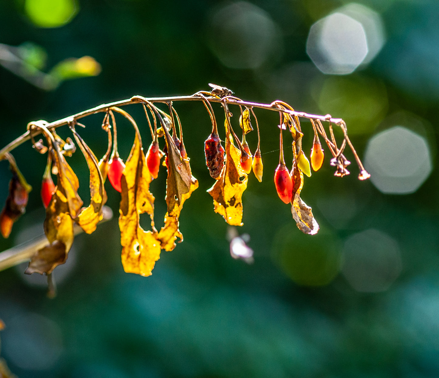 Goji Berry (6.2 oz) - Merino/ Tussah Silk/ Natural Flax (50/25/25)