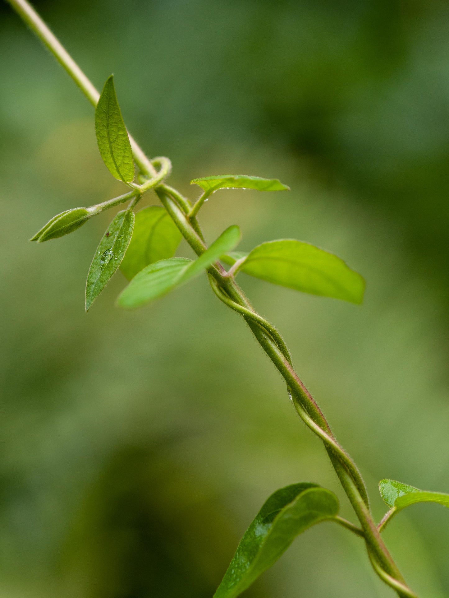 Non-sparkle Sticklebatts - Vine (OOAK) (3.6 oz) - 30% Bond fleece; merino, polwarth, silk, bamboo, silk noil