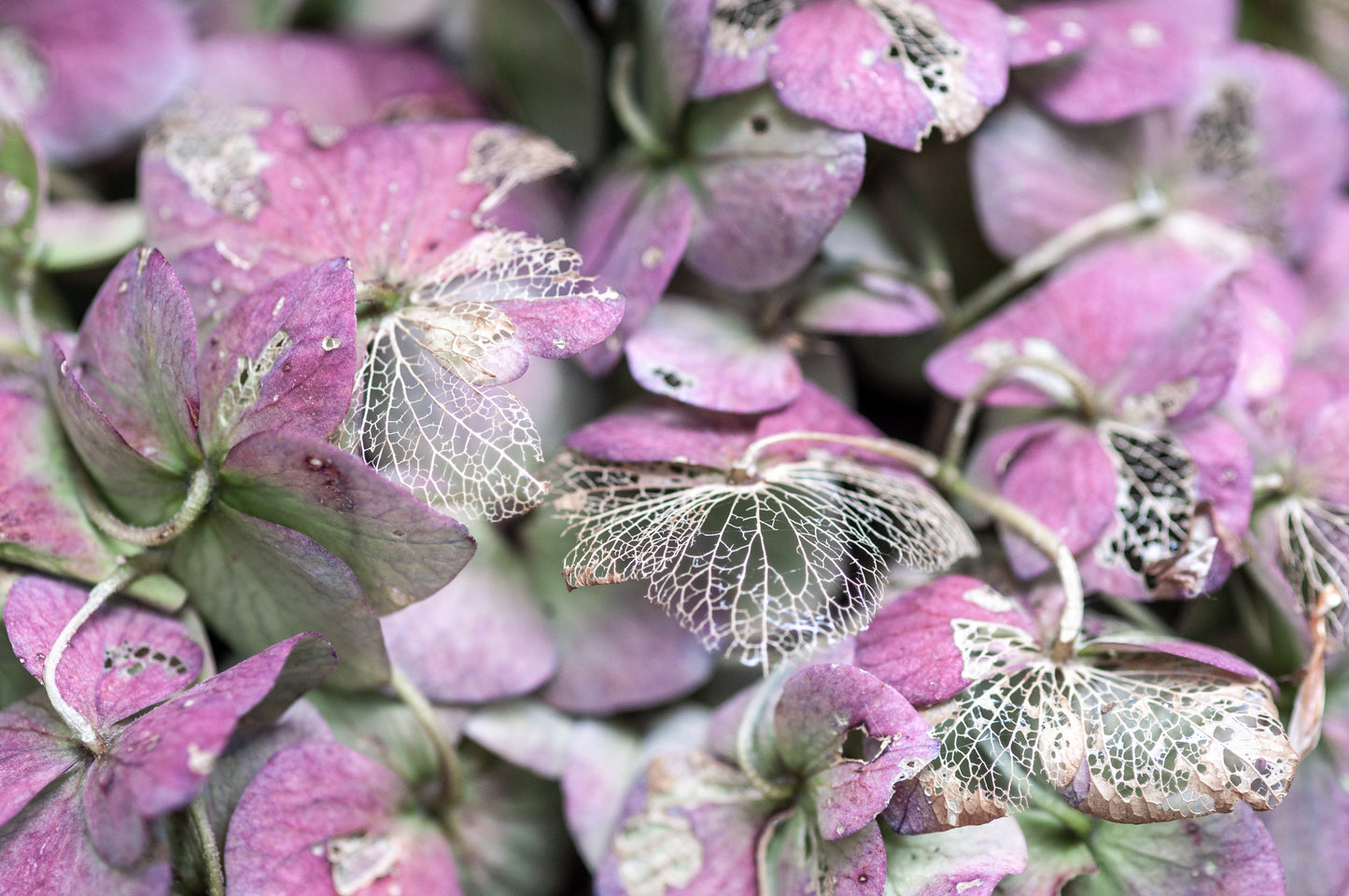 Season's End - 25% Wensleydale, 15% Romeldale X Fleece; merino, polwarth, silk, bamboo, silk noil, ANGELINA