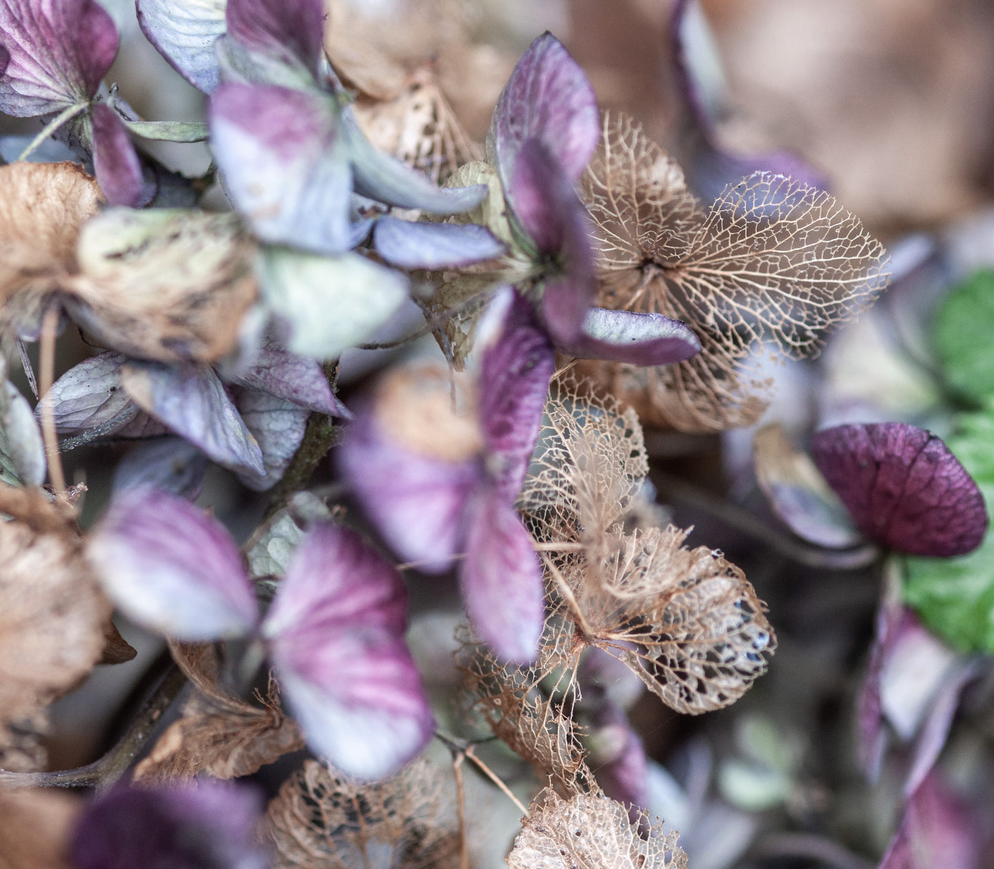 Season's End - 25% Wensleydale, 15% Romeldale X Fleece; merino, polwarth, silk, bamboo, silk noil, ANGELINA